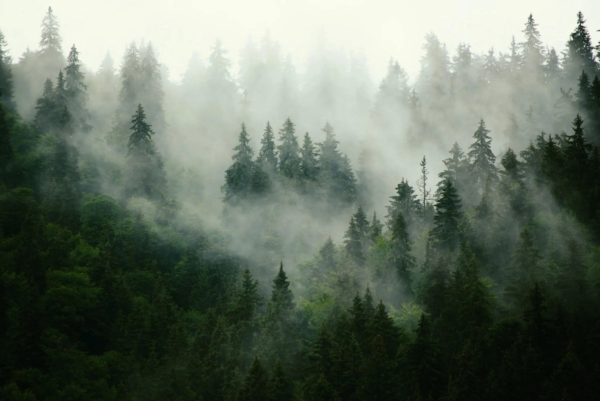 Tapet personalizat fotografie cu padure verde acoperita in ceata misty forest