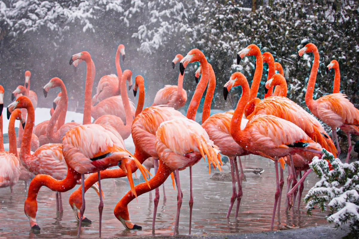 Tapet personalizat fotografie cu pasari flamingo intr un cadru de natura inzapezita snowy flamingo