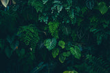 Tapet personalizat forest cu frunze verzi intr un fundal intunecat tropical dark