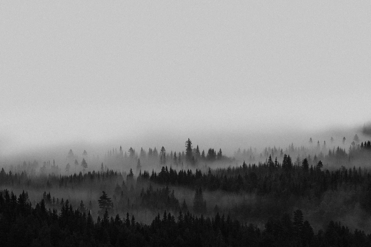 Tapet personalizat forest alb negru cu padure de conifere aflata in ceata black 'n white fog