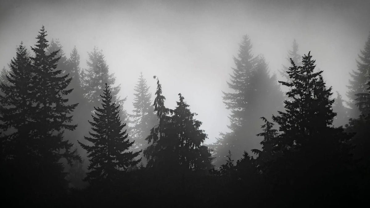 Tapet personalizat forest alb negru cu padure de brazi in ceata spooky forest