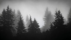 Tapet personalizat forest alb negru cu padure de brazi in ceata spooky forest