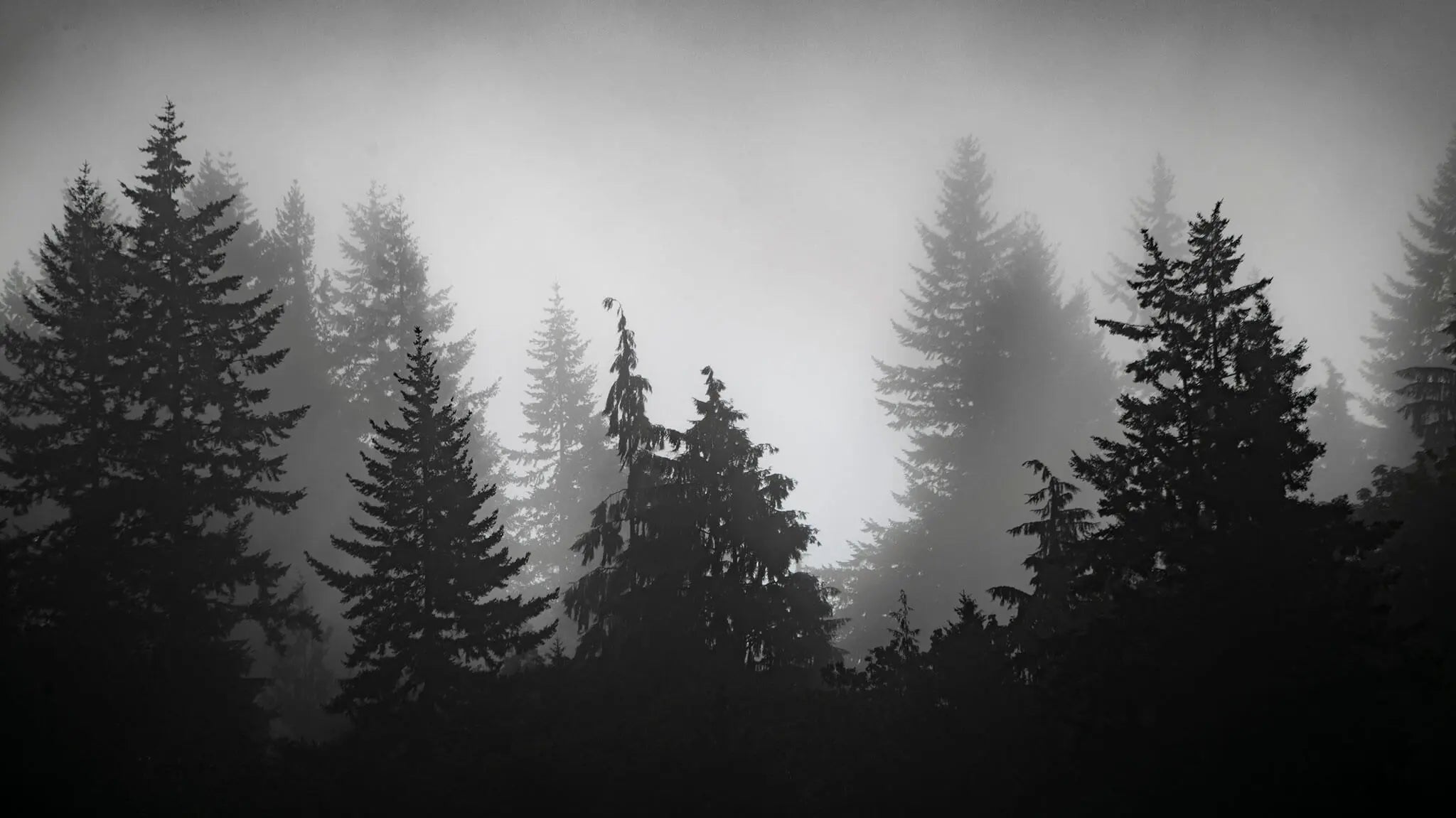 Tapet personalizat forest alb negru cu padure de brazi in ceata spooky forest