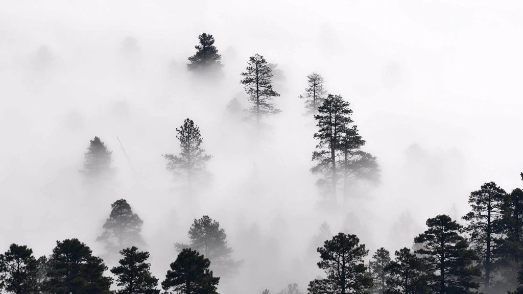 Tapet personalizat forest cu ceata densa alba white fog