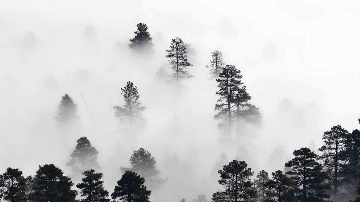 Tapet personalizat forest cu ceata densa alba white fog