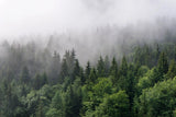 Fotoapet personalizat forest cu padure verde de brazi si pini in ceata foggy pines