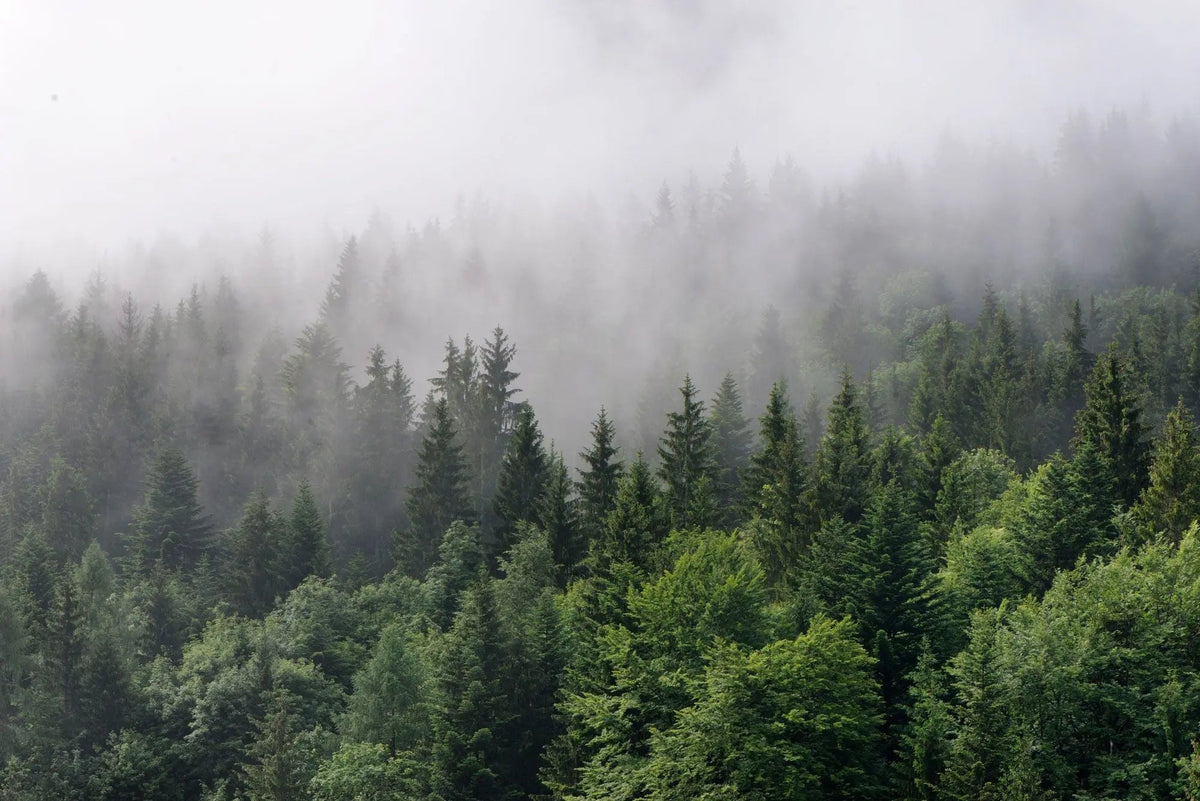 Fotoapet personalizat forest cu padure verde de brazi si pini in ceata foggy pines