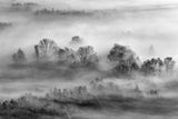 Tapet Personalizat Forest cu padure in alb negru si ceata - GRAYSCALE FOREST
