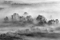 Tapet Personalizat Forest cu padure in alb negru si ceata - GRAYSCALE FOREST