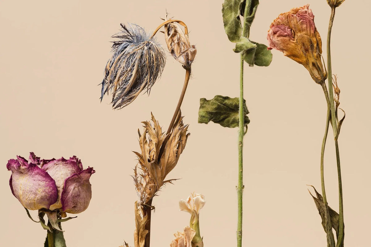 Tapet personalizat floral cu flori uscate pe un fundal bej dried flowers