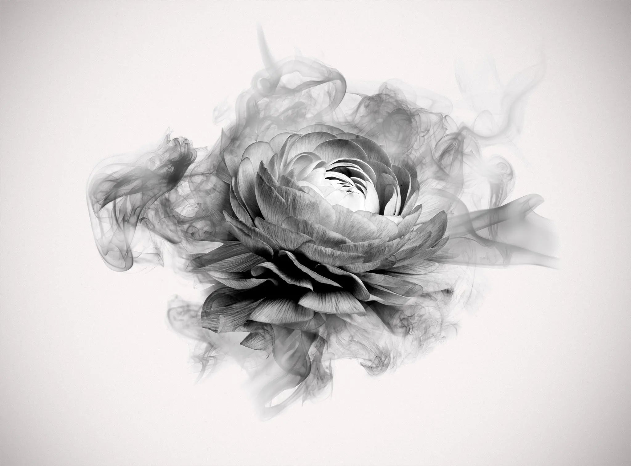 Tapet personalizat floral cu bujor in alb negru fumuriu smokey peony