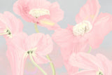 Tapet personalizat floral cu flori de mac roz pastel pe un fundal gri pink poppy