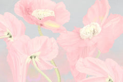 Tapet personalizat floral cu flori de mac roz pastel pe un fundal gri pink poppy
