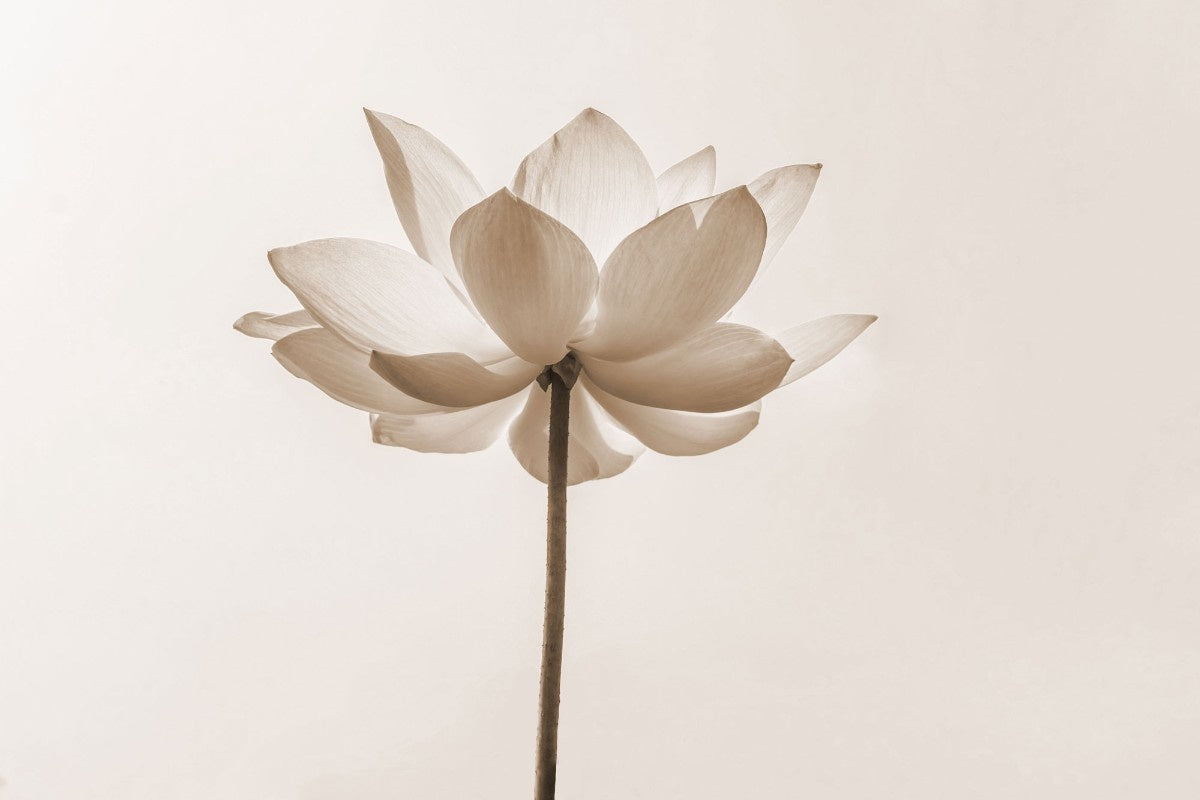 Fototapet personalizat floral cu flori in nuante de sepia oferind un aspect vintage si o eleganta atemporala sepia blossom