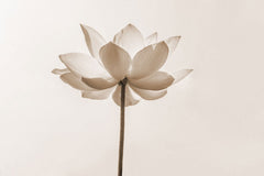 Fototapet personalizat floral cu flori in nuante de sepia oferind un aspect vintage si o eleganta atemporala sepia blossom