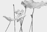Fototapet personalizat floral cu flori in tonuri de gri cu un aspect delicat si artistic ideal pentru un decor calm grayscale blossom