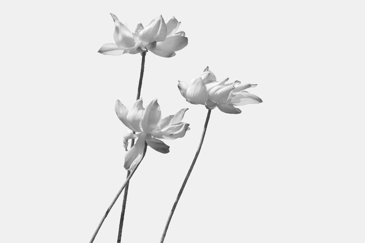 Fototapet personalizat floral cu flori stilizate in nuante de gri cu un aspect delicat si artistic grayscale flowers
