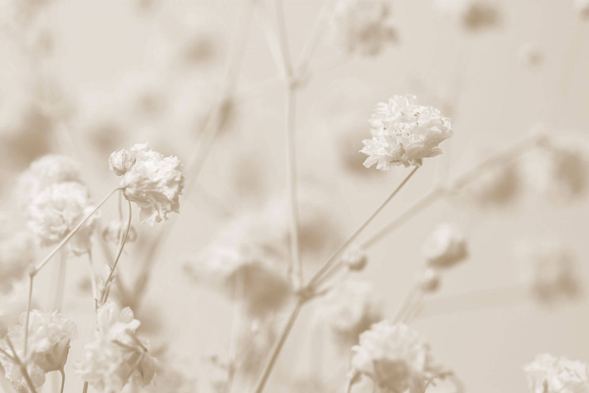Fototapet Personalizat Floral cu floarea miresei in nuante sepia - SEPIA GYPSOPHILIA