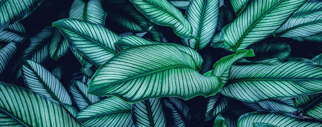 Tapet personalizat cu frunze tropicale de calathea in nuante verzi cyan calathea majestica