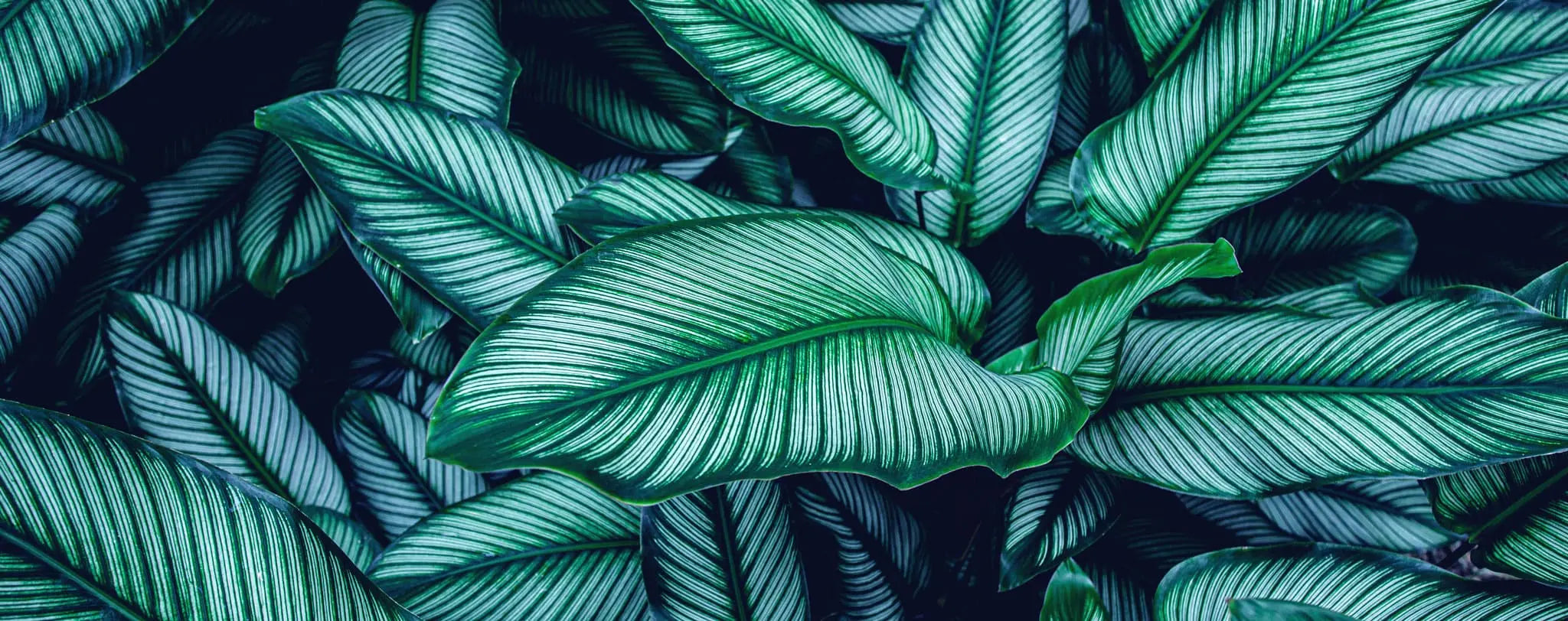 Tapet personalizat cu frunze tropicale de calathea in nuante verzi cyan calathea majestica
