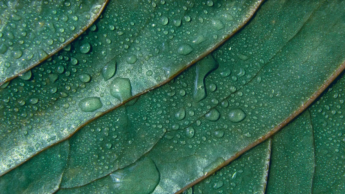 Tapet personalizat leaf cu picaturi de apa pe frunze verzi in detaliu water droplets