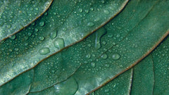 Tapet personalizat leaf cu picaturi de apa pe frunze verzi in detaliu water droplets