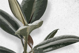 Tapet personalizat leaf cu frunze de ficus elastica in stil digital artwork pe fundal granulat alb ficus elastica