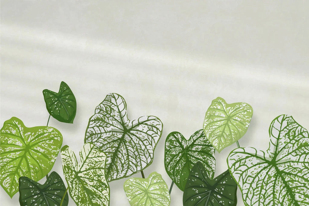 Tapet personalizat leaf cu frunde de caladium bicolor pe un fundal alb cu accente de lumina caladium bicolor