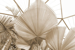 Fototapet personalizat leaf cu frunze de palmier uscate intr o nuanta calda ideal pentru un decor natural si relaxant dry palm