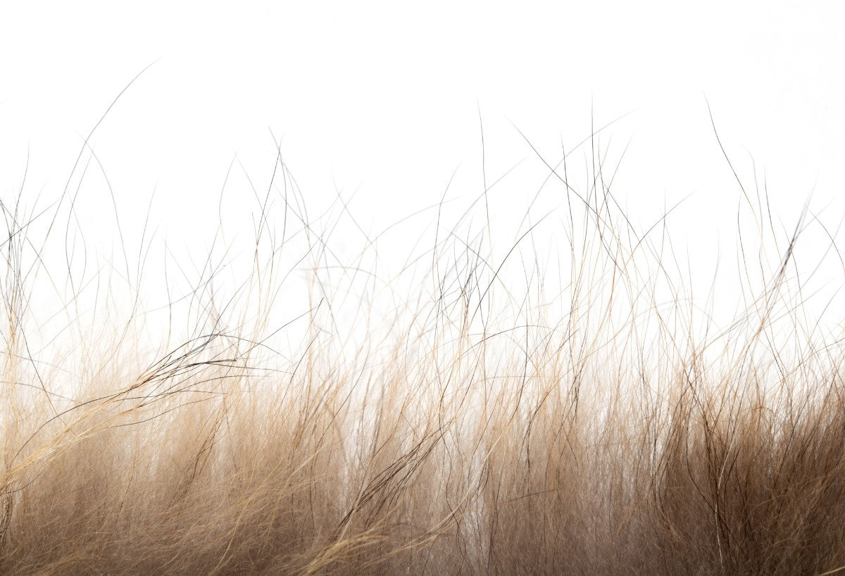 Fototapet personalizat leaf cu frunze si iarba de pampas uscata in tonuri naturale de bej si maro oferind un aspect delicat si boem dry nature