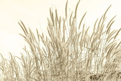 Fototapet personalizat leaf cu frunze si tulpini inalte de trestie in nuante aurii ideal pentru a adauga textura si un sentiment de inaltime spatiului golden reed