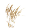 Tapet Personalizat Leaf cu trestie de camp pe fundal alb - MINIMALIST REEDS
