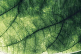 Tapet Personalizat Leaf cu frunza texturata verde cu nervuri - ABSTRACT LEAF