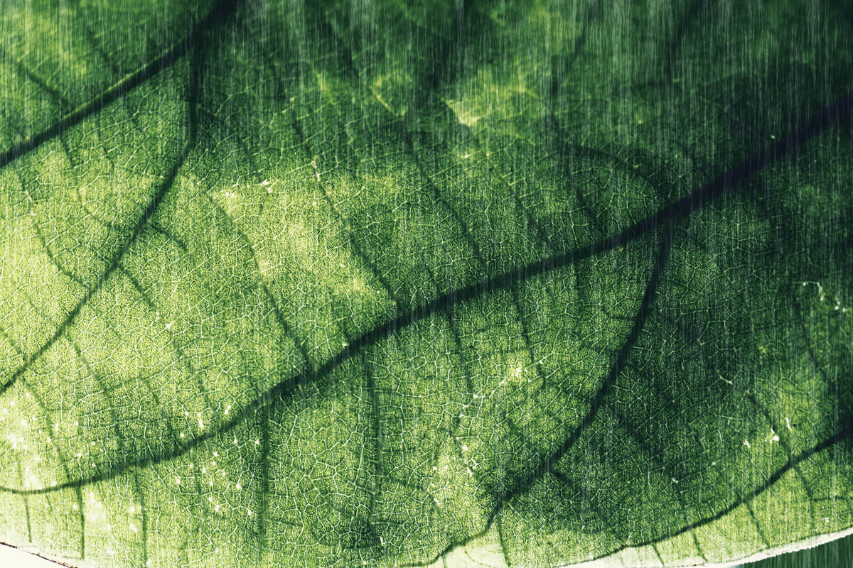 Tapet Personalizat Leaf cu frunza texturata verde cu nervuri - ABSTRACT LEAF