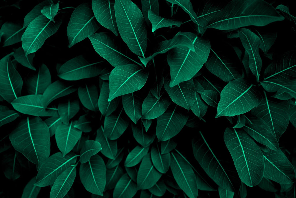 Fotoapet Personalizat Leaf cu tufis de frunze verzi - WITHIN THE SHADOWS