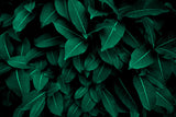 Fotoapet Personalizat Leaf cu tufis de frunze verzi - WITHIN THE SHADOWS