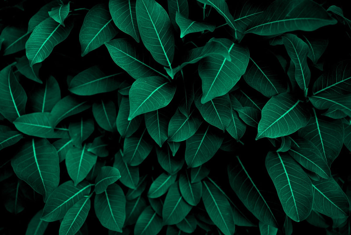 Fotoapet Personalizat Leaf cu tufis de frunze verzi - WITHIN THE SHADOWS