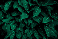 Fotoapet Personalizat Leaf cu tufis de frunze verzi - WITHIN THE SHADOWS