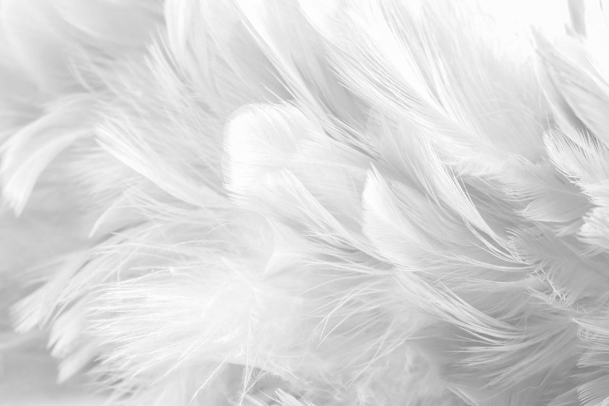 Tapet Personalizat Leaf cu pene albe si gri - SOFT WHITE FEATHERS