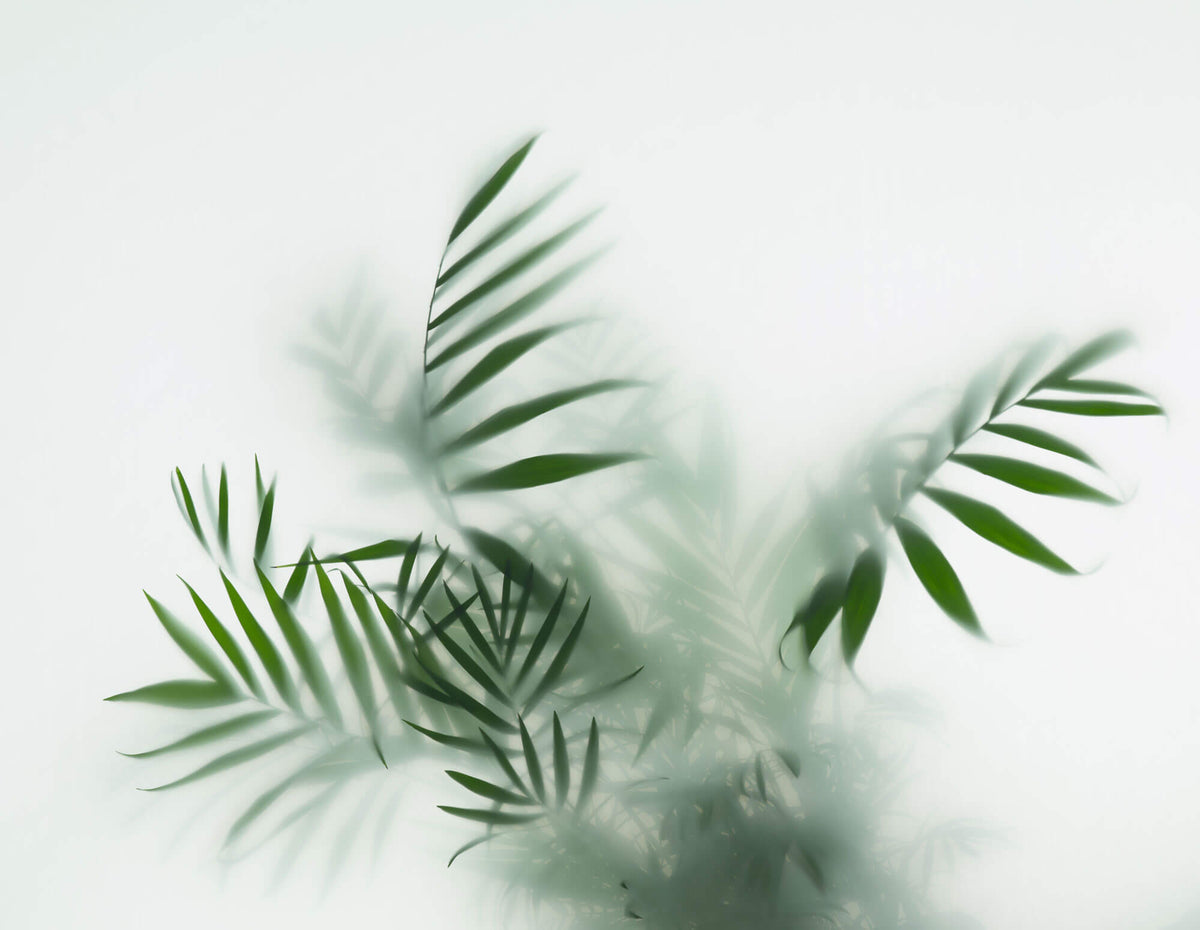 Tapet Personalizat Leaf cu frunze verzi in ceata - GLASS LEAVES I