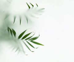 Tapet Personalizat Leaf cu frunze verzi cu fundal estompat - GLASS LEAVES II