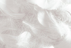 Tapet Personalizat Leaf cu pene in nuante de gri - LIGHT GREY FEATHERS