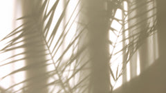 Tapet Personalizat Leaf cu umbre de frunze de palmier pe fundal texturat - TEXTURED SILHOUETTE
