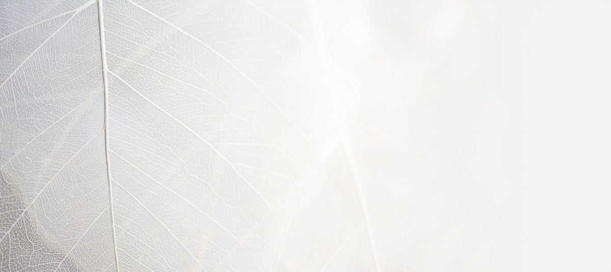 Fototapet Personalizat Leaf cu frunza decorativa alba cu fundal estompat - THIN WHITE LEAF
