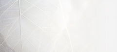 Fototapet Personalizat Leaf cu frunza decorativa alba cu fundal estompat - THIN WHITE LEAF