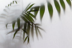 Tapet Personalizat Leaf cu frunze de palmier in spatele perdelei - BEHIND THE DRAPES