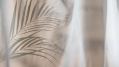 Tapet Personalizat Leaf cu frunza de palmier difuza in fundal rozaliu - SOFT VEIL LEAF I