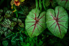 Fototapet Personalizat Leaf cu frunze verzi de caladium intr-un cadru intunecat in natura - EVERGREEN CALADIUM