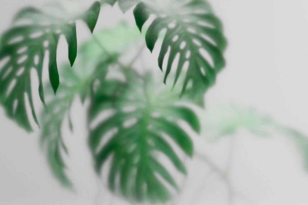Tapet Personalizat Leaf cu frunze de monstera intr-un fundal opac - FOGGY MONSTERA