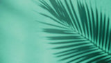 Tapet Personalizat Leaf cu umbra de frunza de palmier pe un fundal verde marin - MINTY PALM